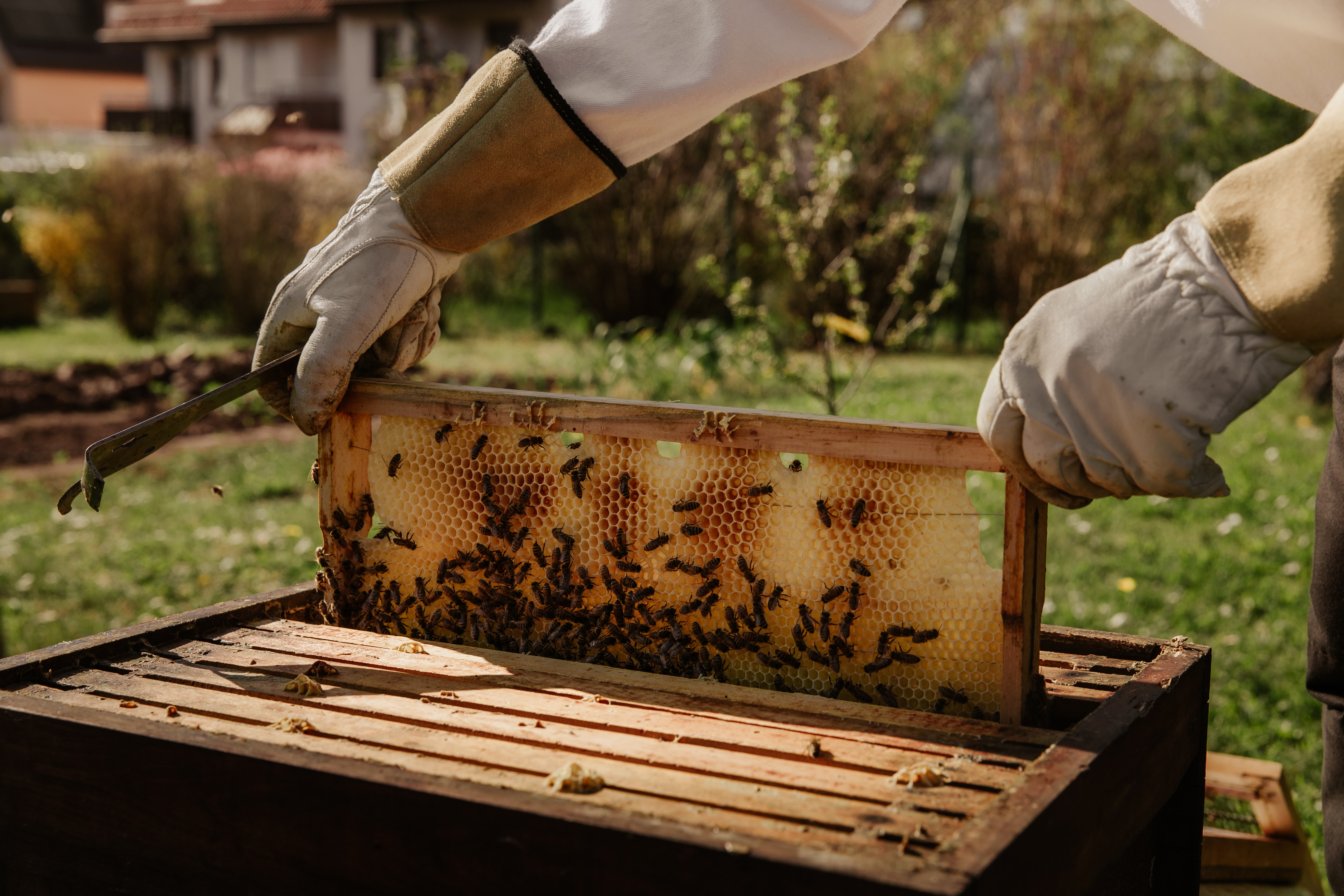 World Bee Day 2021 Person Collecting Honey from a Bee Hive