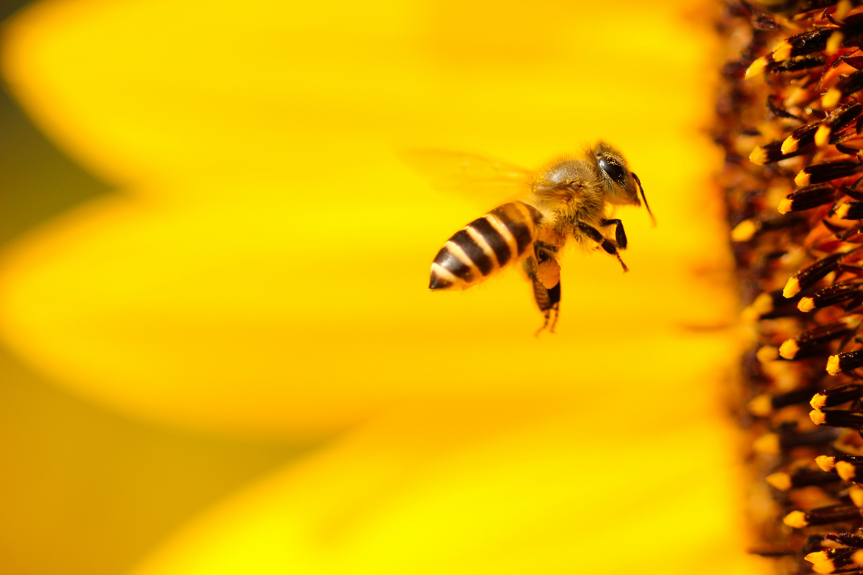 World Bee Day 2021 Bee Flying to a Flower