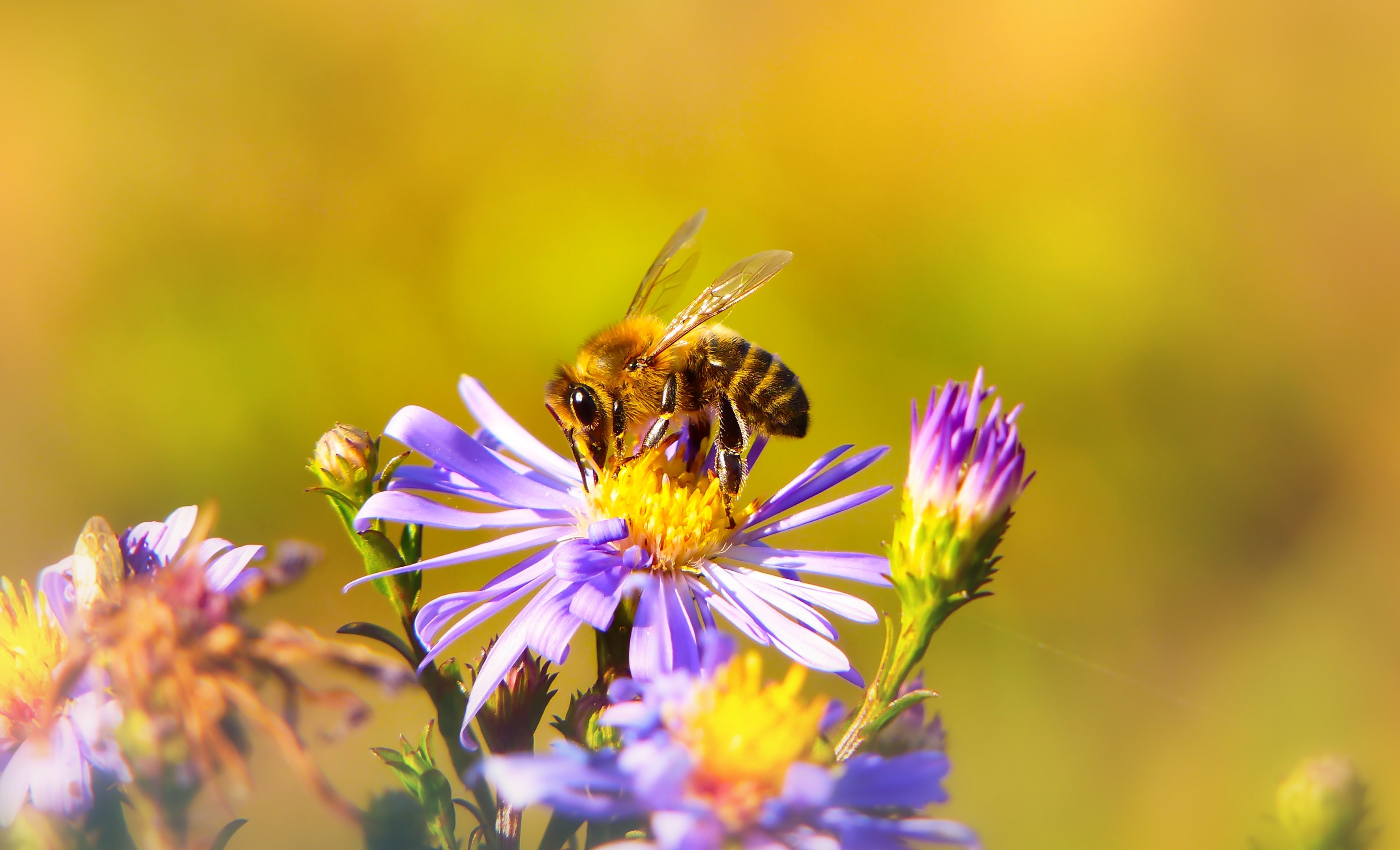 World Bee Day 2021 Bee Pollenating a Flower